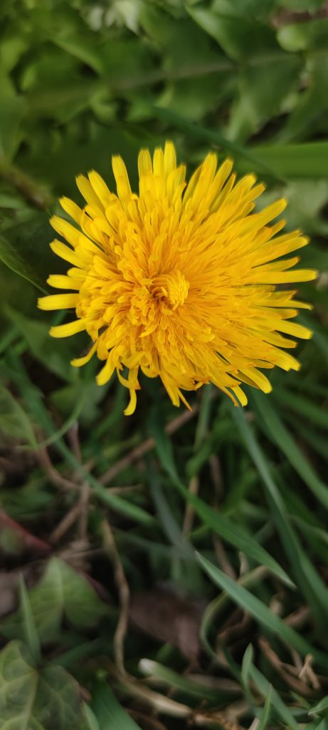 Kulinarischer Löwenzahn